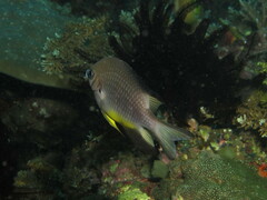 Amblyglyphidodon leucogaster