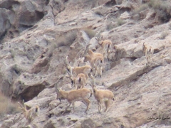 Capra aegagrus aegagrus