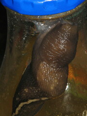 Limax cinereoniger