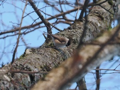 Poecile palustris