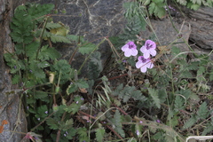 Erodium rupicola