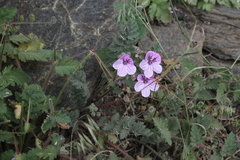 Erodium rupicola