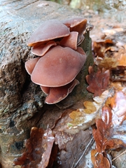 Auricularia auricula-judae