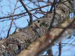 Poecile palustris