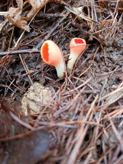 Sarcoscypha