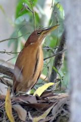 Ixobrychus cinnamomeus