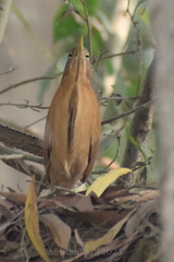 Ixobrychus cinnamomeus