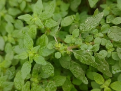 Parietaria pensylvanica