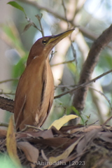 Ixobrychus cinnamomeus