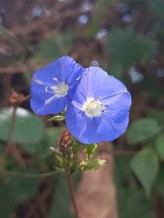 Jacquemontia pentanthos