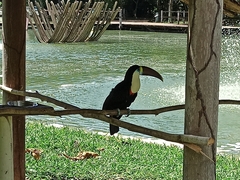 Ramphastos tucanus
