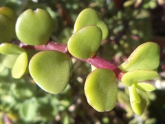 Portulacaria afra