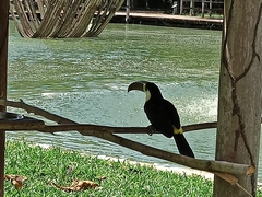 Ramphastos tucanus