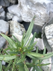 Chamaenerion fleischeri