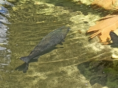 Characiformes