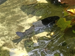 Characiformes
