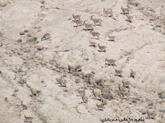 Capra aegagrus aegagrus