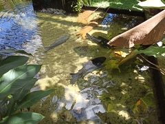 Characiformes
