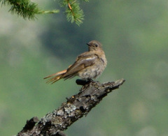 Phoenicurus erythronotus