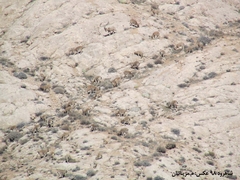 Capra aegagrus aegagrus