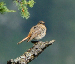 Phoenicurus erythronotus