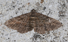 Eucymatoge scotodes