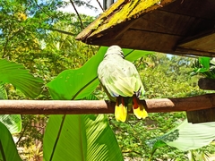 Amazona amazonica