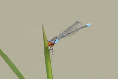 Pseudagrion rubriceps