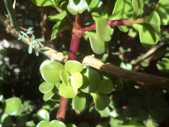 Portulacaria afra