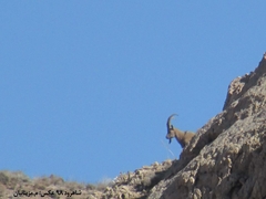 Capra aegagrus aegagrus