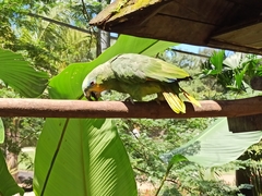Amazona amazonica