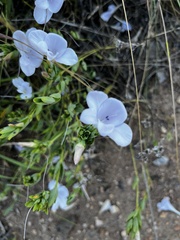 Barleria meyeriana