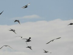 Sterna hirundo longipennis