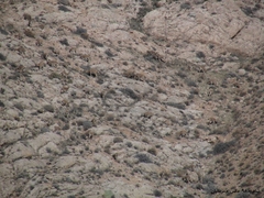 Capra aegagrus aegagrus