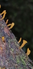 Calocera