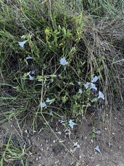 Barleria meyeriana