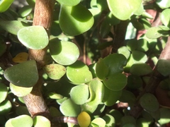 Portulacaria afra
