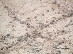 Capra aegagrus aegagrus