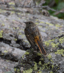 Phoenicurus erythronotus