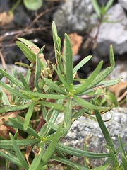 Chamaenerion fleischeri