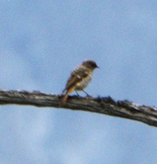 Phoenicurus erythronotus