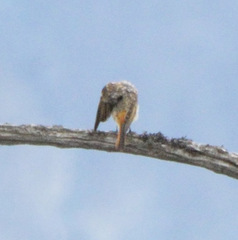 Phoenicurus erythronotus