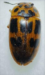 Mycotretus maculatus
