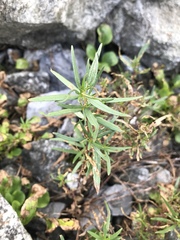 Chamaenerion fleischeri