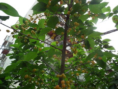 Prunus pseudocerasus