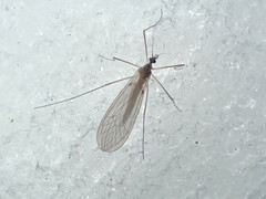 Trichocera