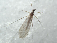 Trichocera