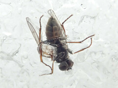 Lispocephala alma