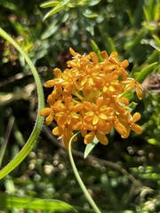 Lasiosiphon capitatus