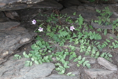 Erodium rupicola